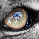slides/IMG_2925.jpg wildlife, feline, big cat, cat, predator, fur, spot, snow, leopard, eye, steel, macro WBCW53 - Snow Leopard - Eye